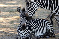 Ruaha NP
