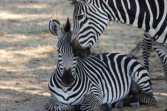 Ruaha NP