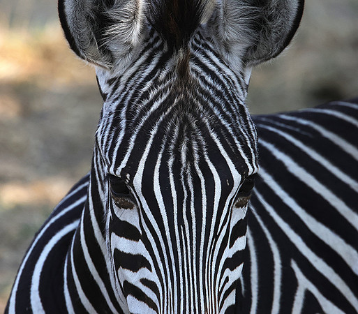 Ruaha NP