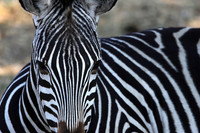 Ruaha NP