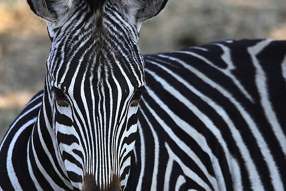Ruaha NP