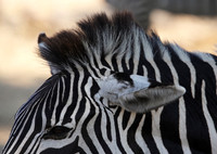 Ruaha NP