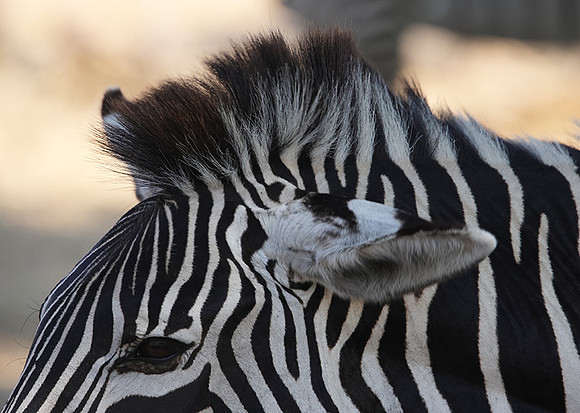 Ruaha NP