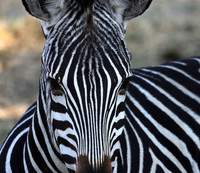 Ruaha NP