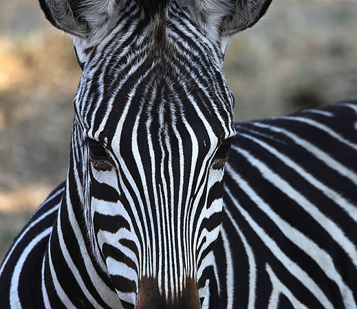 Ruaha NP