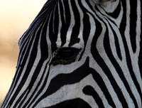 Ruaha NP