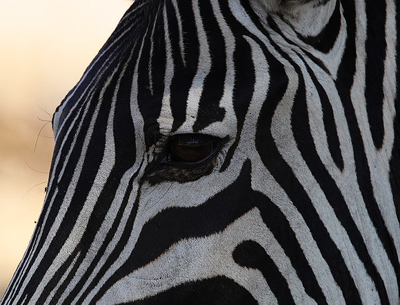 Ruaha NP