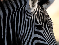 Ruaha NP