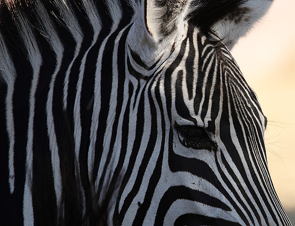 Ruaha NP