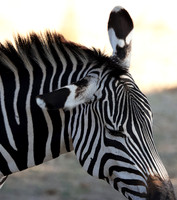 Ruaha NP