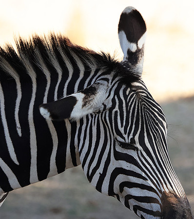 Ruaha NP