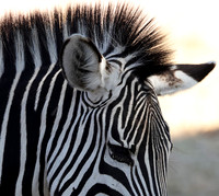 Ruaha NP