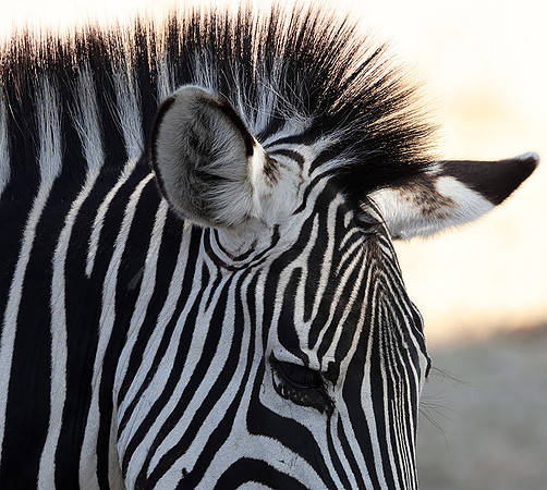 Ruaha NP