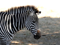Ruaha NP