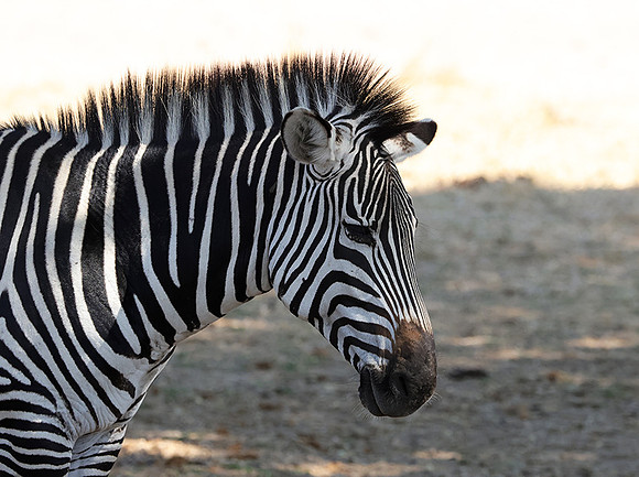 Ruaha NP