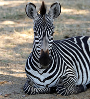 Ruaha NP