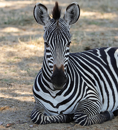 Ruaha NP