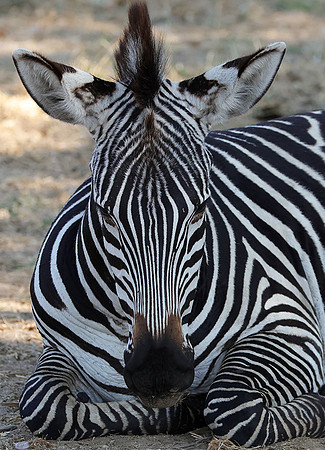 Ruaha NP