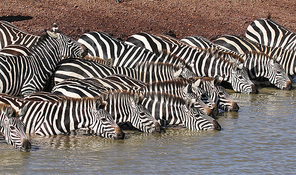 Serengeti - Grumeti Private Reserve