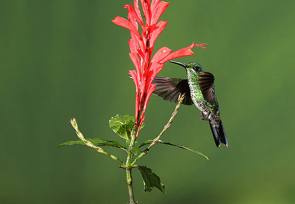 Green-crowned brilliant