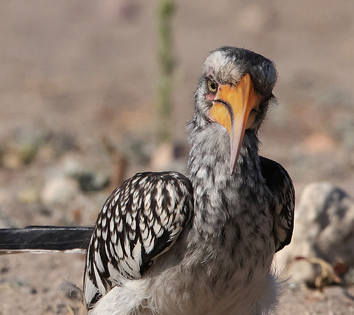 Southern yellow-billed hornbill - Ongava Private Reserve