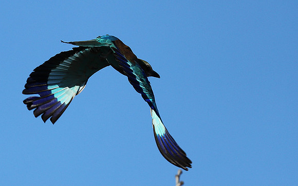 Lilac brested roller - Etosha