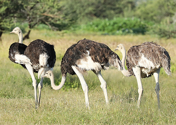 Ostriches - Ongava
