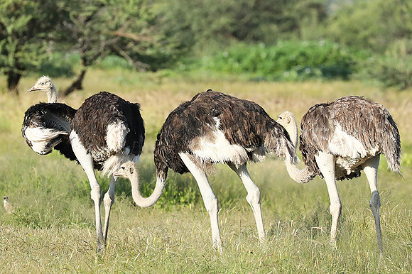 Ostriches - Ongava