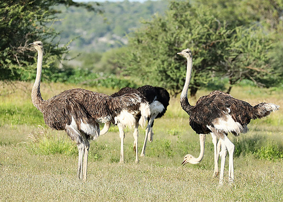 Ostriches - Ongava