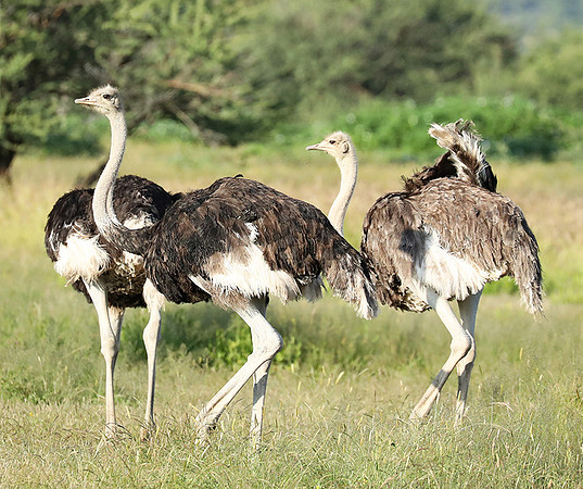 Ostriches - Ongava