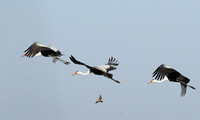 Whattled crane - Liuwa Plain NP