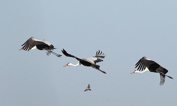 Whattled crane - Liuwa Plain NP