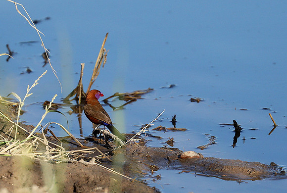 Crimson-chested shriek - Etosha