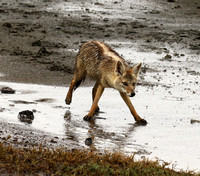 Wolves