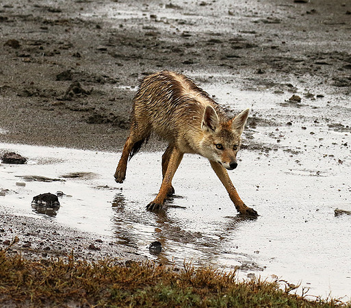 Golden wolf - Ngorongoro