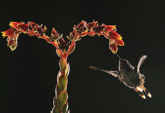 Volcano humming bird