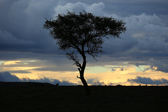 Sunset - Masaï Mara