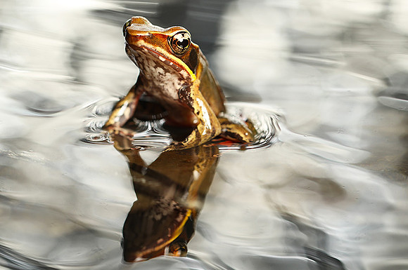 Brilliant forest frog