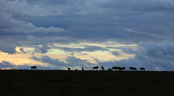 Sunset - Masaï Mara