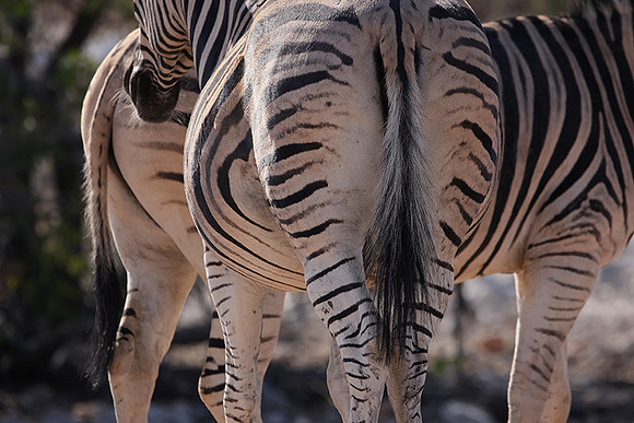 Burchell's zebra - Ongava Private Reserve
