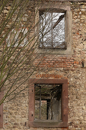 Rosheim - After a fire nature comes back