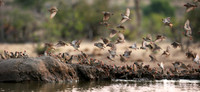 Red-billed quelea - Mashatu game reserve