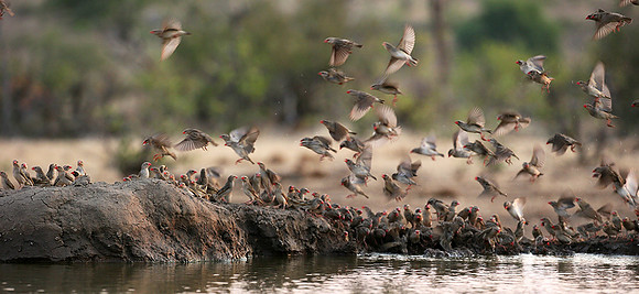 Red-billed quelea - Mashatu game reserve