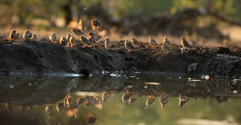 Red-billed quelea - Mashatu game reserve