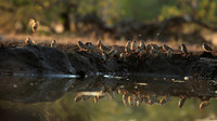 Red-billed quelea - Mashatu game reserve