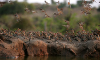 Red-billed quelea - Mashatu game reserve