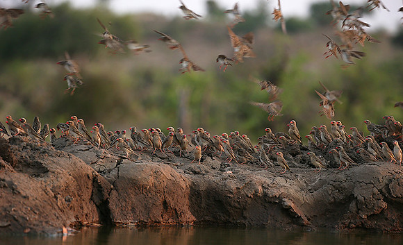 Red-billed quelea - Mashatu game reserve