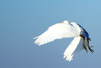 Cattle egret - Kafue Nationa Park