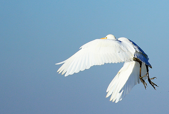 Cattle egret - Kafue Nationa Park