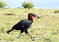 Southern ground hornbill - Masaï Mara